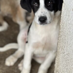 Zola – geb. ca. 01/2025