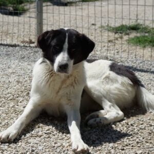 Zola – geb. ca. 01/2025
