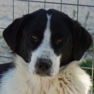 Zola – geb. ca. 01/2025
