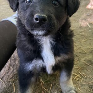 Anakin – geb. ca. 03/2025 – reserviert