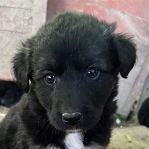 Anakin – geb. ca. 03/2025 – reserviert