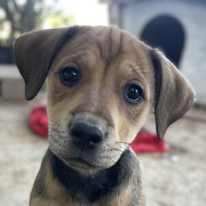 Arya – geb. ca. 02/2025