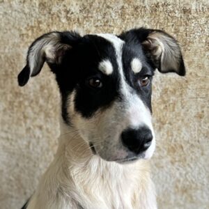 Aury – geb. ca. 12/2024