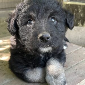Berta  – geb. ca. 03/2025