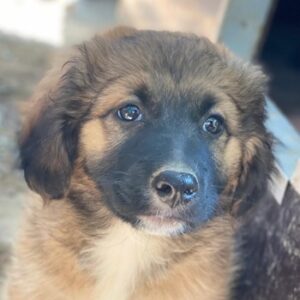 Bossy – geb. ca. 03/2025