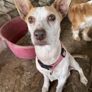 Bunny – geb. ca. 08/2023