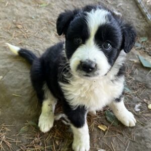 Chauncey – geb. ca. 03/2025
