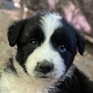 Chauncey – geb. ca. 03/2025