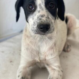 Dalma – geb. ca. 03/2025