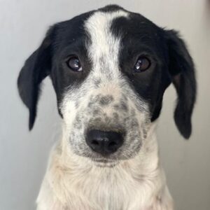 Dalma – geb. ca. 03/2025