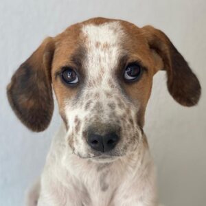 Danira – geb. ca. 03/2025