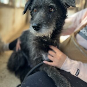 Dipsy – geb. ca. 05/2022
