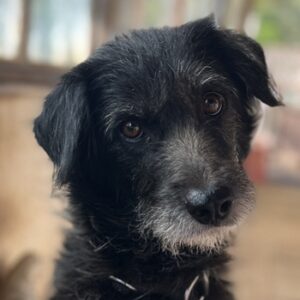 Dipsy – geb. ca. 05/2022