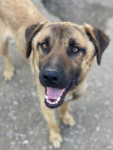 Gardy – geb. ca. 06/2024