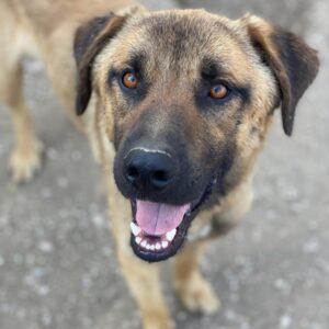 Gardy – geb. ca. 06/2024