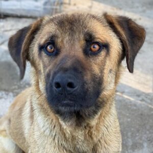 Gardy – geb. ca. 06/2024