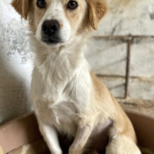 Goldie – geb. ca. 05/2024