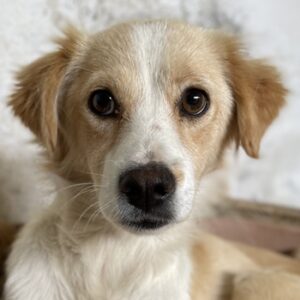 Goldie – geb. ca. 05/2024