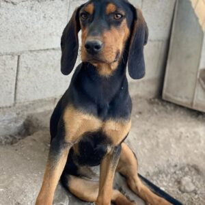 Henny – geb. ca. 02/2025