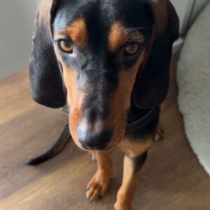 Henny – geb. ca. 02/2025 – 44263 Dortmund