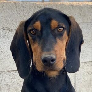 Henny – geb. ca. 02/2025