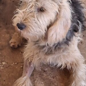 Herko – geb. ca. 01/2024