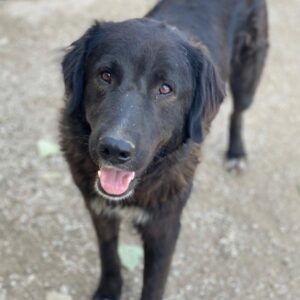 Jette – geb. ca. 01/2024