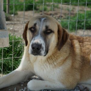 Juno – geb. ca. 03/2025
