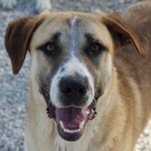Juno – geb. ca. 03/2025