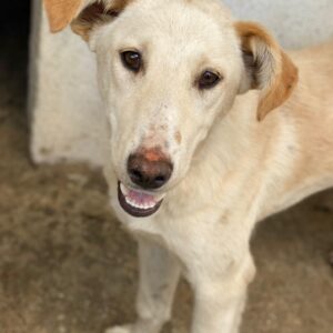Kalena – geb. ca. 01/2025
