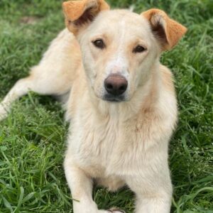 Kalena – geb. ca. 01/2025