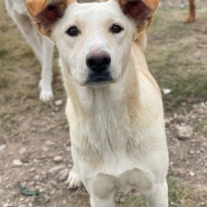 Kalena – geb. ca. 01/2025