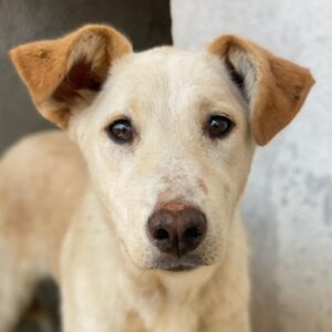 Kalena – geb. ca. 01/2025