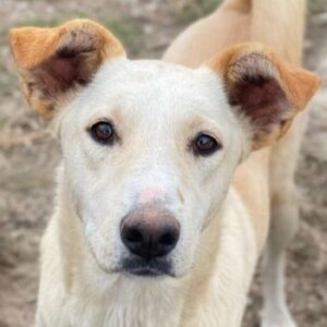 Kalena – geb. ca. 01/2025