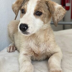 Lelia – geb. ca. 03/2025