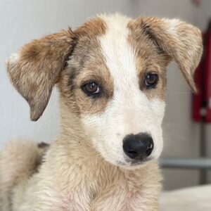Lelia – geb. ca. 03/2025