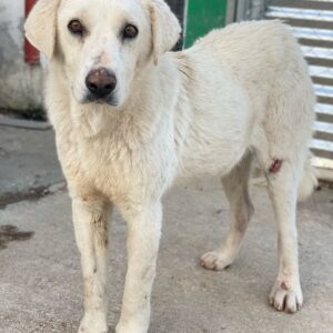 Loscano – geb. ca. 05/2024