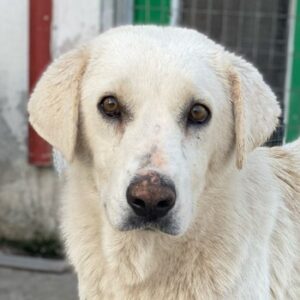 Loscano – geb. ca. 05/2024