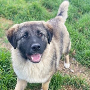 Moglito – geb. ca. 03/2025