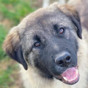 Moglito – geb. ca. 03/2025