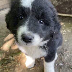 Oliver – geb. ca. 03/2025