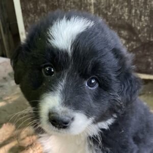 Oliver – geb. ca. 03/2025