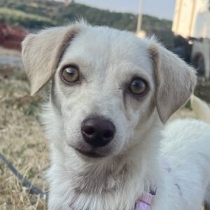 Phina – geb. ca. 12/2023
