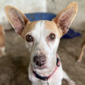 Bunny – geb. ca. 08/2023