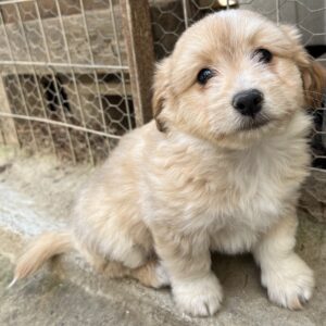 Sammy – geb. ca. 03/2025 – reserviert