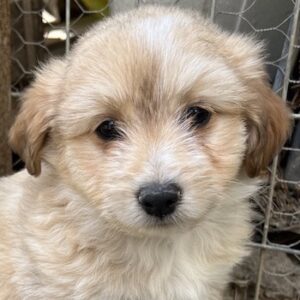 Sammy – geb. ca. 03/2025 – reserviert