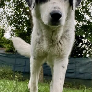 Snow – geb. ca. 06/2023 – 47652 Weeze