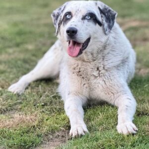 Snow – geb. ca. 06/2023 – 47652 Weeze