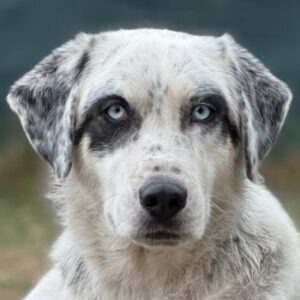 Snow – geb. ca. 06/2023 – 47652 Weeze