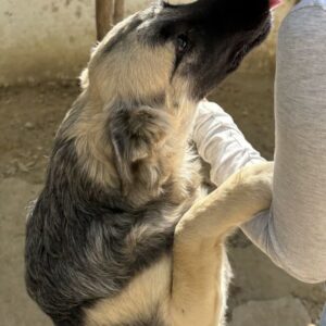 Anakin – geb. ca. 03/2025